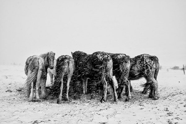 Photograph Johannes Frank Johannesson Dinner Time on One Eyeland